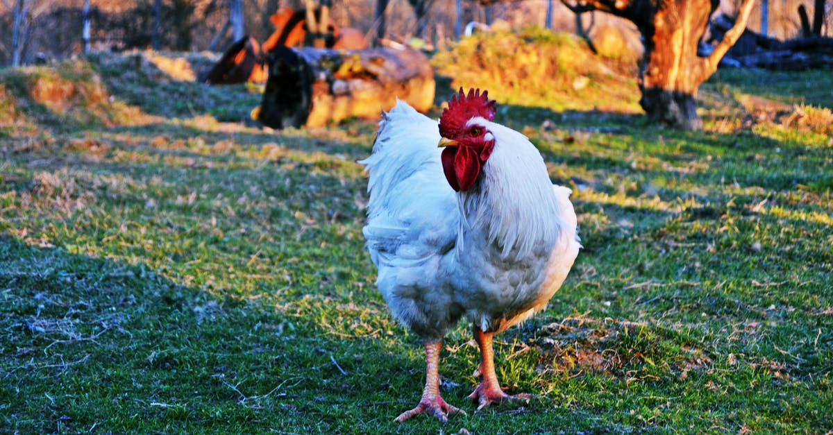 Should chicken be seasoned before vacuum sealing? - White Rooster on Green Grass Field Should chicken be seasoned before vacuum sealing? - White Rooster on Green Grass Field