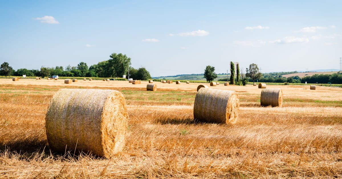 Should ciabatta sandwich rolls be dry and dense? - Rolls of Hays on Brown Field Should ciabatta sandwich rolls be dry and dense? - Rolls of Hays on Brown Field