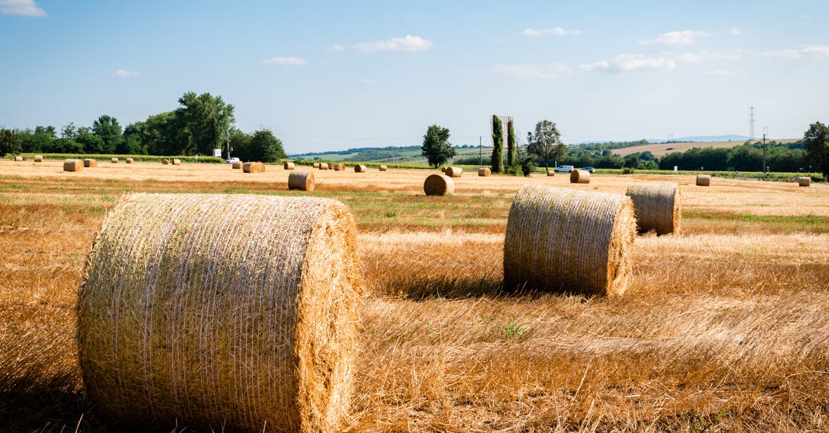 Should ciabatta sandwich rolls be dry and dense? - Rolls of Brown Hays on Brown Field Should ciabatta sandwich rolls be dry and dense? - Rolls of Brown Hays on Brown Field