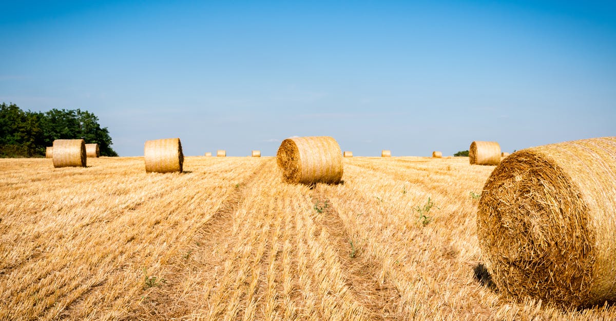 Should ciabatta sandwich rolls be dry and dense? - Rolls of Hays on Brown Field Should ciabatta sandwich rolls be dry and dense? - Rolls of Hays on Brown Field