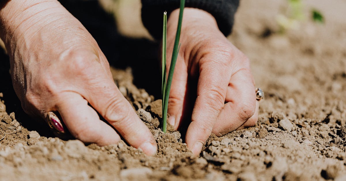 Should dry salami develop green mould? - Ground level of unrecognizable female gardener planting green sprout in soil while working on plantation Should dry salami develop green mould? - Ground level of unrecognizable female gardener planting green sprout in soil while working on plantation