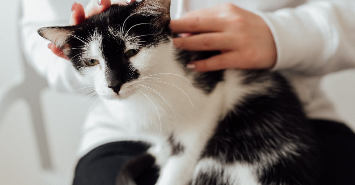 Should hands be washed after touching the outside of an egg shell?(UK) - Hands Touching the White and Black Cat Should hands be washed after touching the outside of an egg shell?(UK) - Hands Touching the White and Black Cat