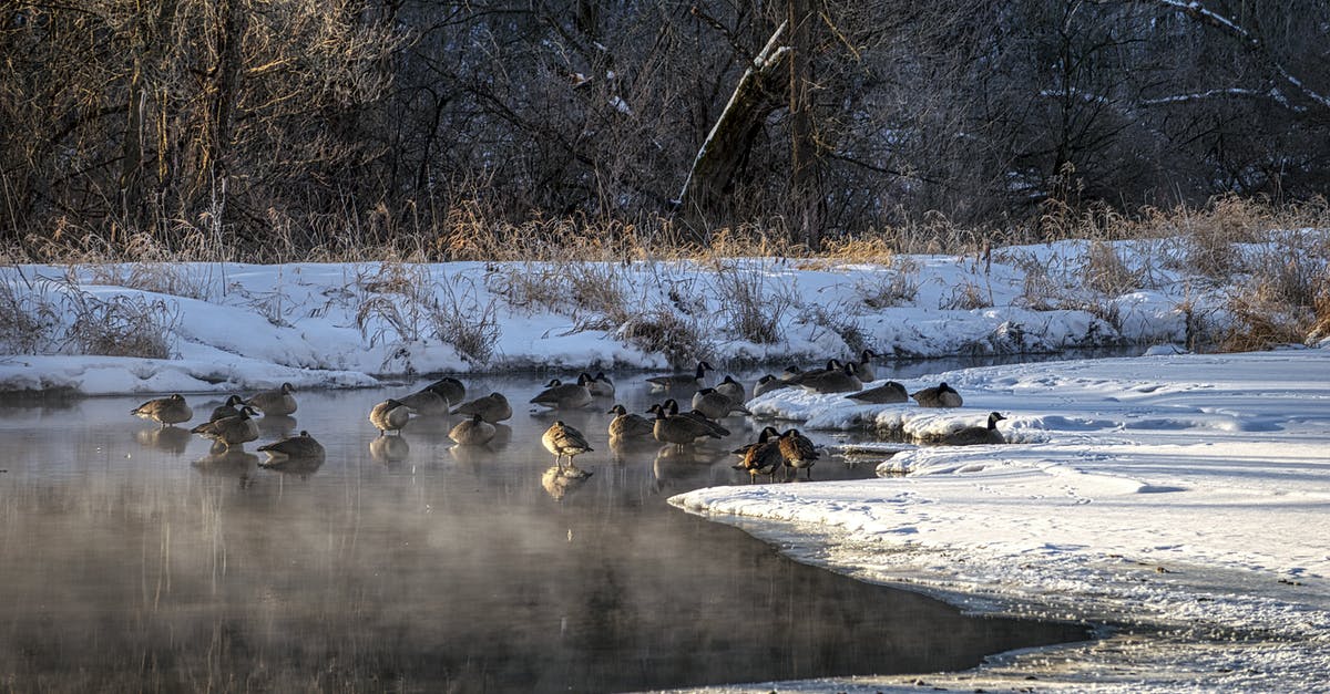 Should I brine a goose? - Flock of Birds on River