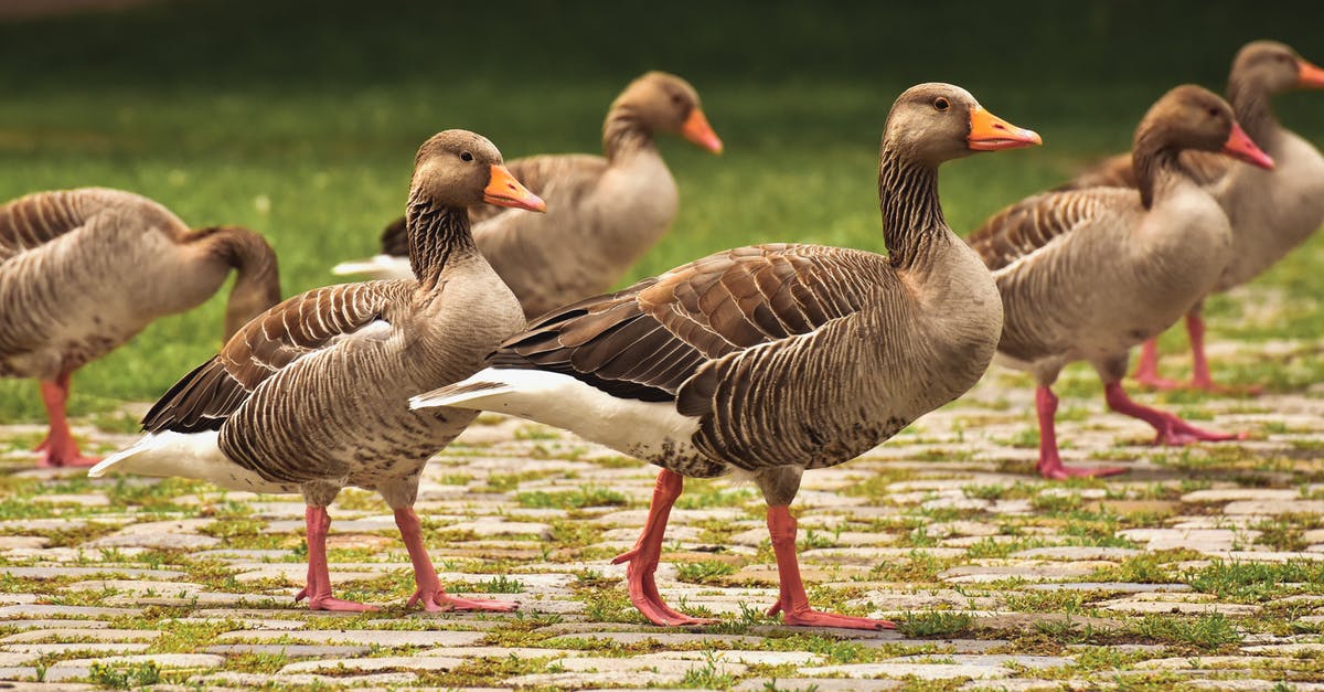 Should I brine a goose? - Brown and Black Duck on Water