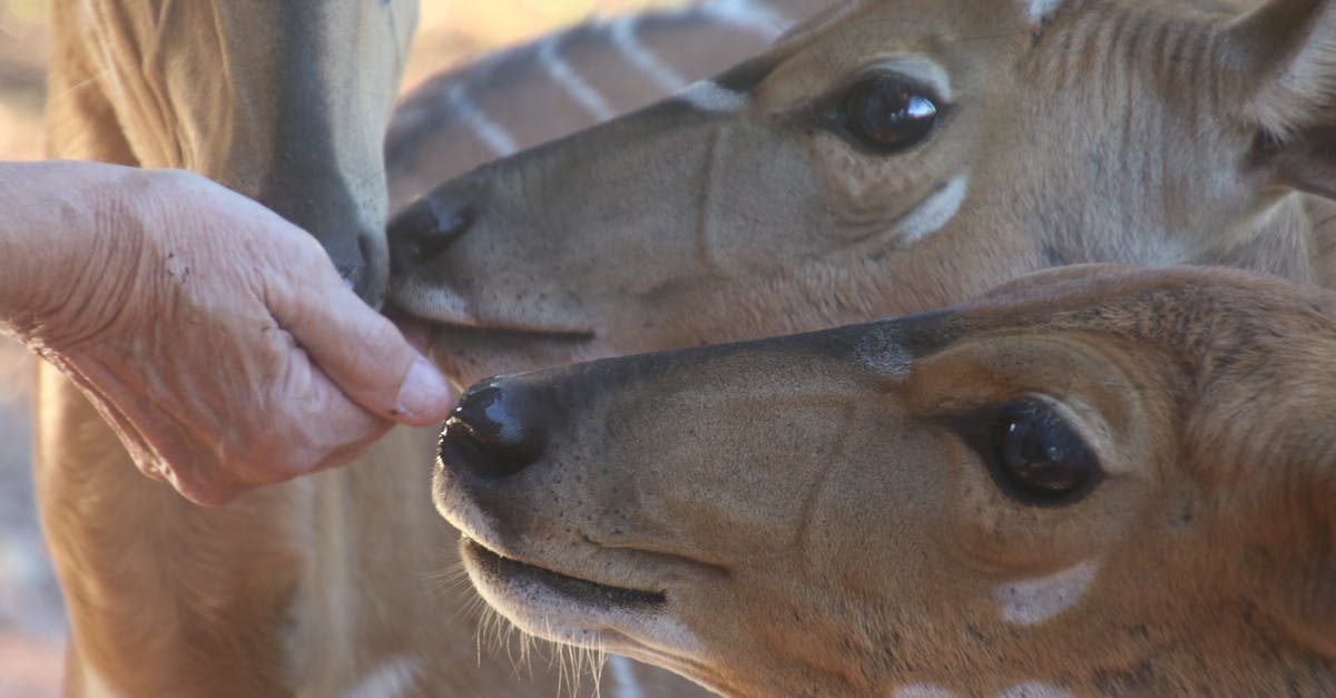 Should I eat the head of an octopus? - Close-Up Photo of Person Feeding Brown Deer Should I eat the head of an octopus? - Close-Up Photo of Person Feeding Brown Deer
