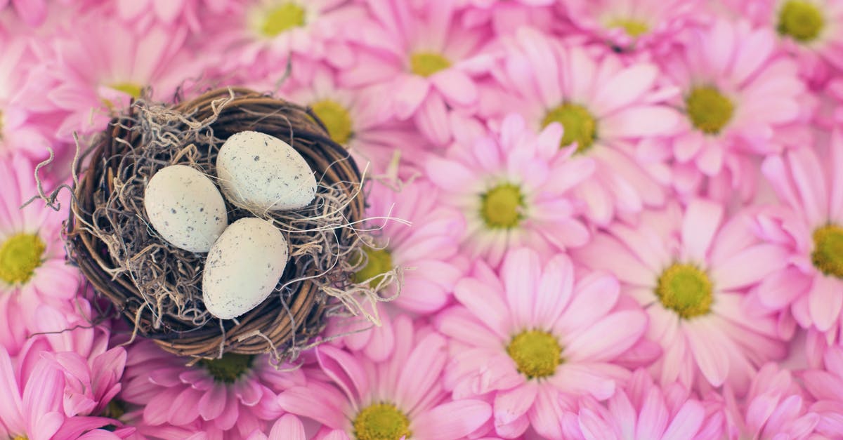 Should I include egg shells in my stock? - Photo Of Eggs On Top Of Pink Daisy Should I include egg shells in my stock? - Photo Of Eggs On Top Of Pink Daisy
