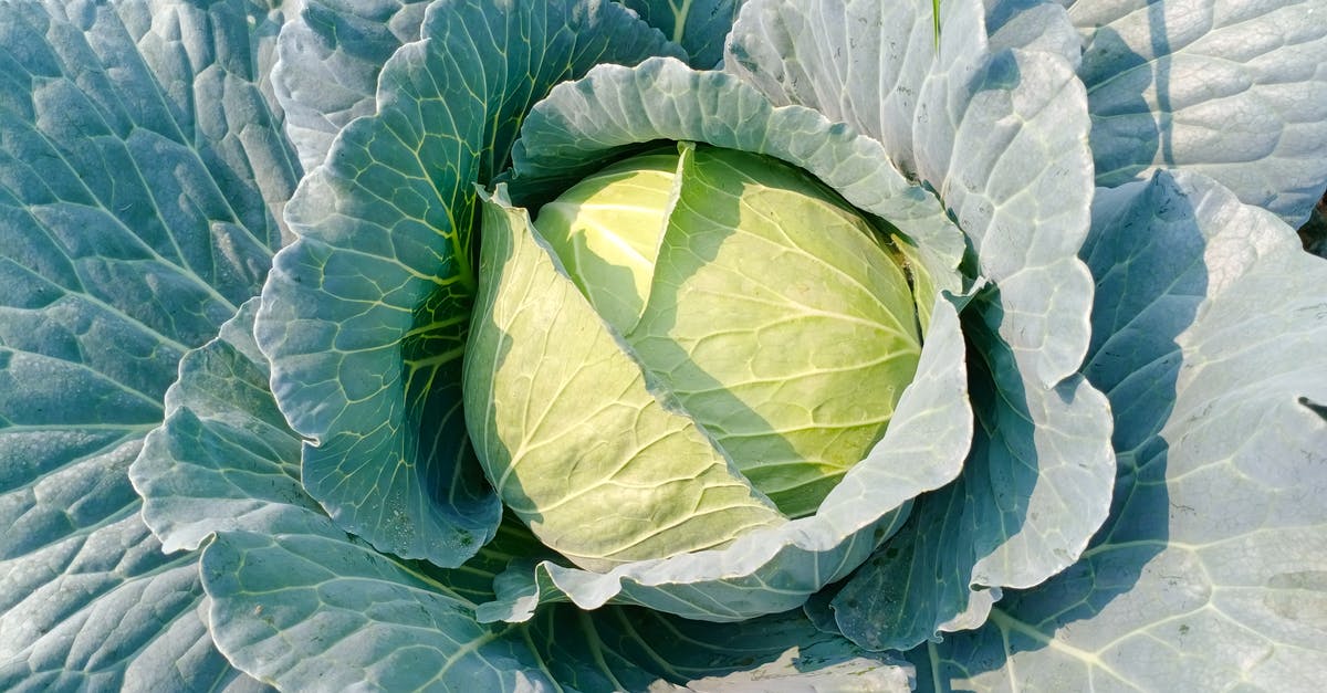 Should I top up pickling cabbage solution? - Free stock photo of bright, cabbage, color Should I top up pickling cabbage solution? - Free stock photo of bright, cabbage, color