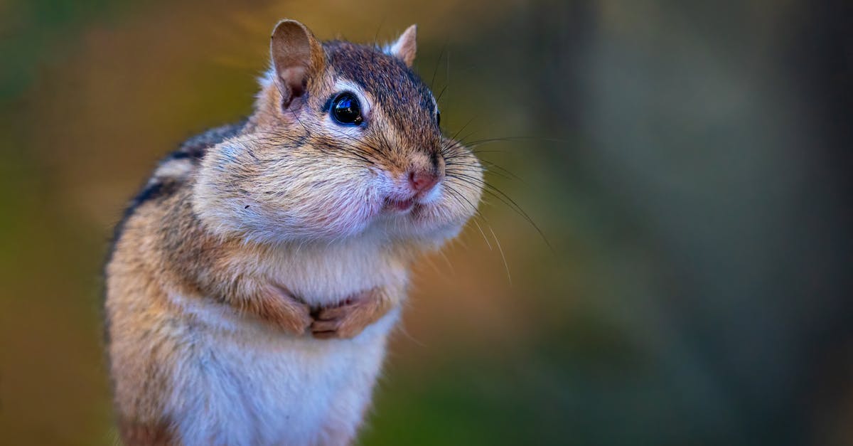 Small black specks on wok food - Adorable chipmunk with full mouth Small black specks on wok food - Adorable chipmunk with full mouth
