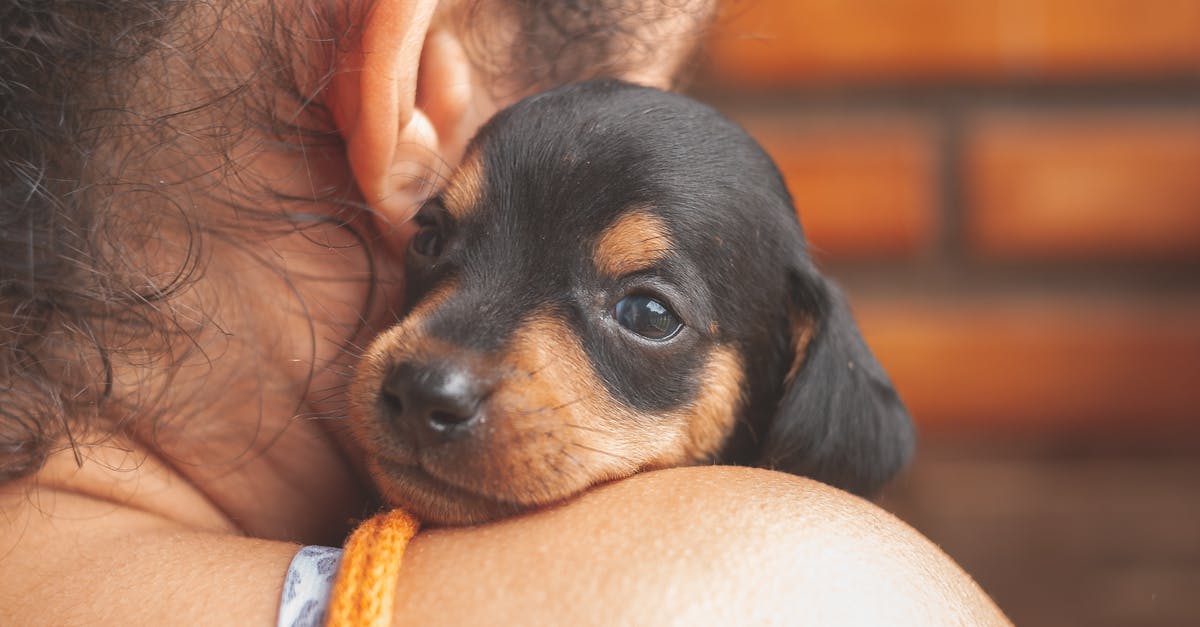 Smoking pork shoulder in a little chief - Adorable black Dachshund puppy lying on female owner shoulder and looking at camera Smoking pork shoulder in a little chief - Adorable black Dachshund puppy lying on female owner shoulder and looking at camera
