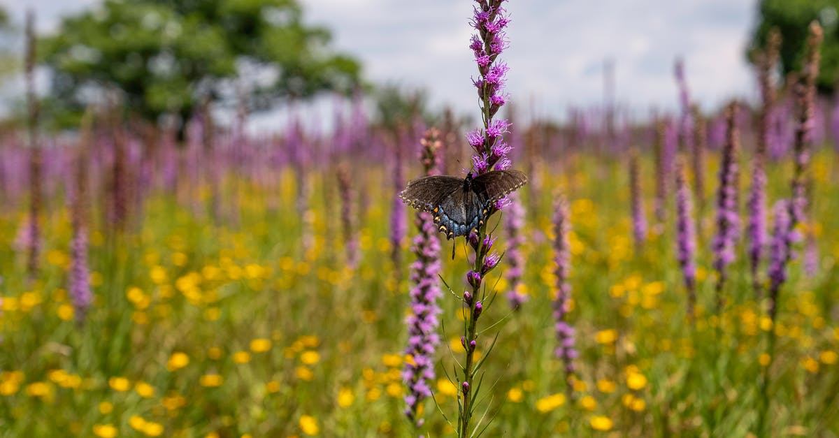 Sourdough starter gone wild - Brown Butterfly Perched on Purple Flower in Close Up Photography Sourdough starter gone wild - Brown Butterfly Perched on Purple Flower in Close Up Photography