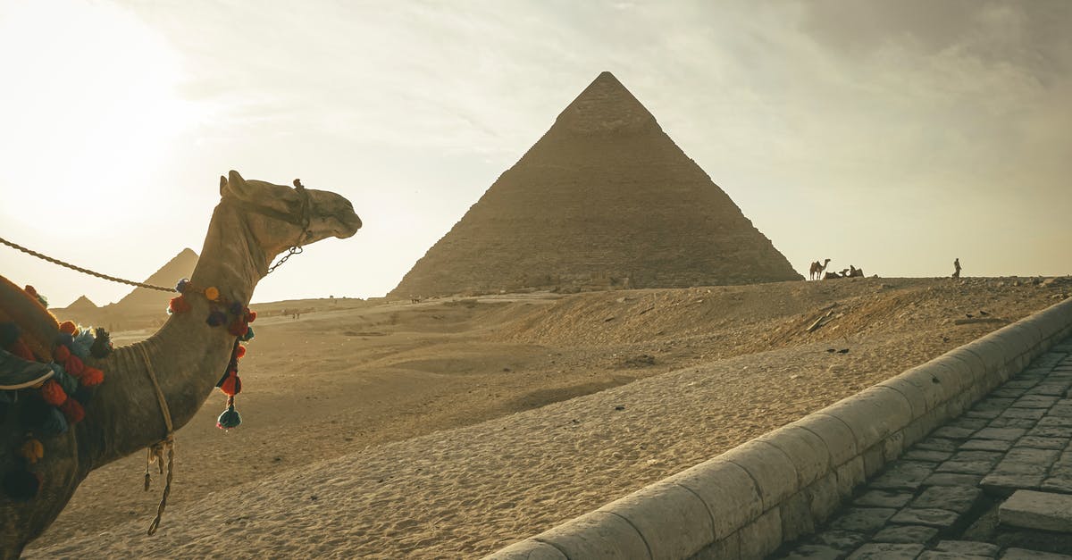Sourdough starter in hot climate - Camel standing against famous Great Pyramids in Egypt Sourdough starter in hot climate - Camel standing against famous Great Pyramids in Egypt