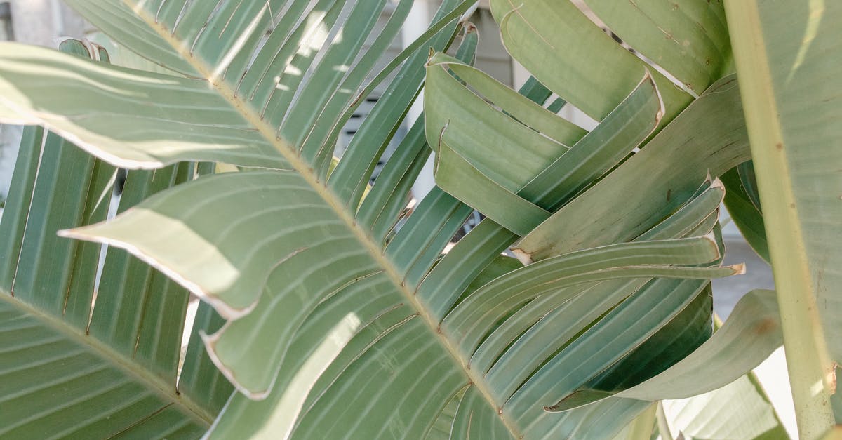 sourdough starter splits - A Close-up Shot of Green Banana Leaves with Splits sourdough starter splits - A Close-up Shot of Green Banana Leaves with Splits