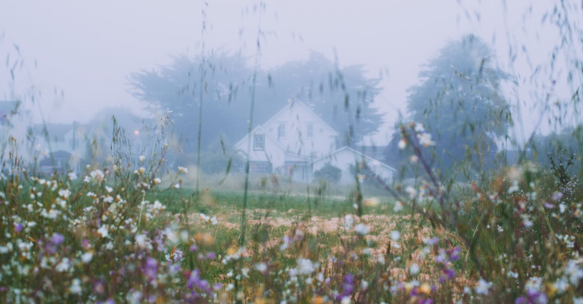 Sourdough starter used too early - Rural house behind blossoming flowers growing on grassy meadow in early foggy morning Sourdough starter used too early - Rural house behind blossoming flowers growing on grassy meadow in early foggy morning