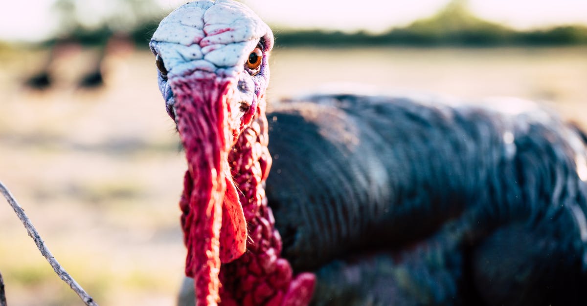 Sous Vide Large Turkey Breasts - Angry turkey cock on sunny pasture Sous Vide Large Turkey Breasts - Angry turkey cock on sunny pasture
