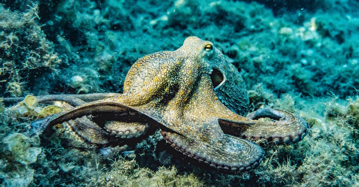 Sous vide octopus for maximum tenderness - Selective Focus Photography of Octopus Sous vide octopus for maximum tenderness - Selective Focus Photography of Octopus