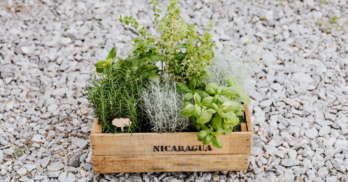 Spearmint kinda Musky - Green Plants on Brown Wooden Crate Spearmint kinda Musky - Green Plants on Brown Wooden Crate