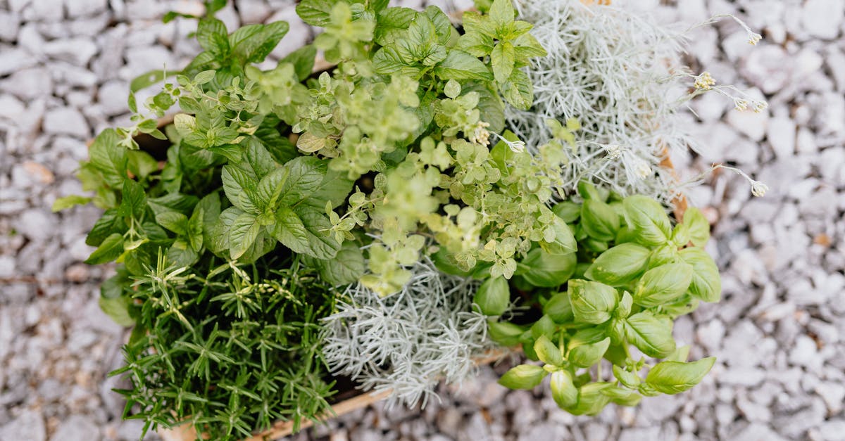 Spearmint kinda Musky - Top View of Assorted Herbs in Wooden Crate Spearmint kinda Musky - Top View of Assorted Herbs in Wooden Crate