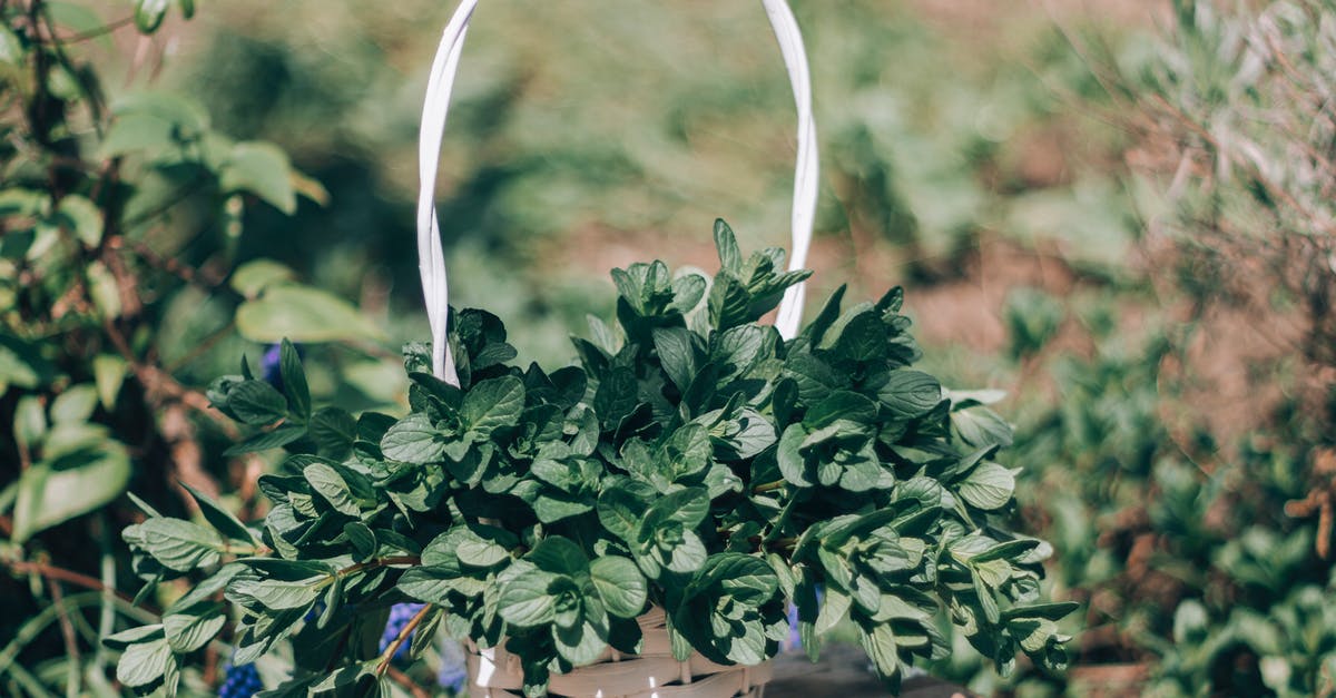 Spearmint kinda Musky - Green Plant on Brown Wooden Surface Spearmint kinda Musky - Green Plant on Brown Wooden Surface