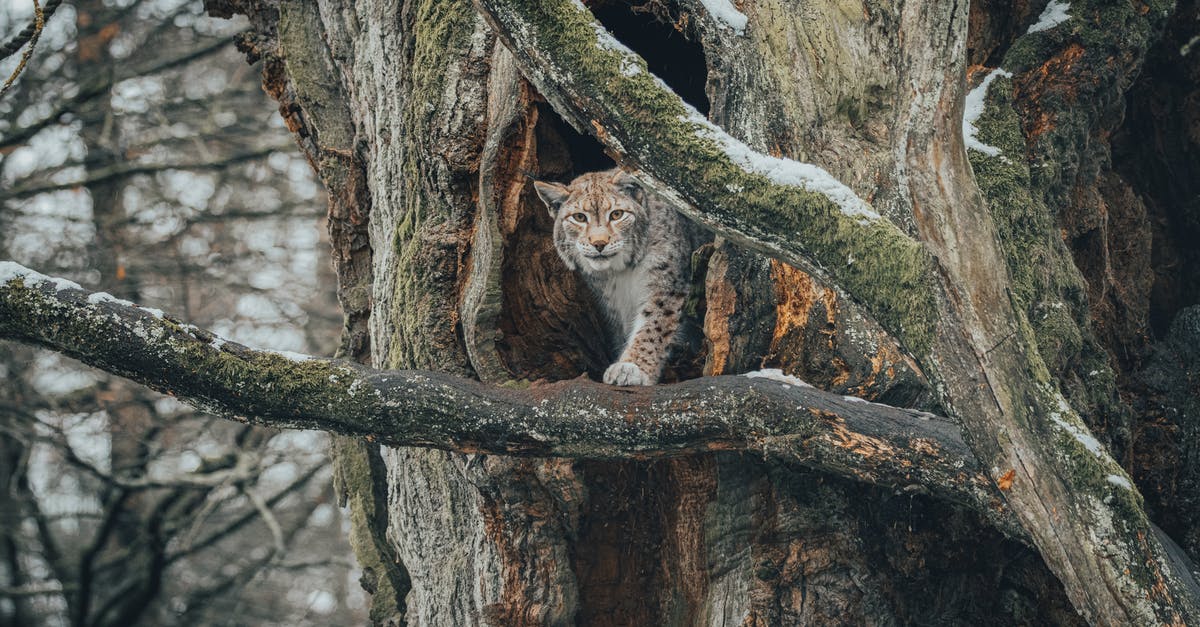 sprig of thyme dry substitute ratio - Lynx on branch in forest near hole in tree sprig of thyme dry substitute ratio - Lynx on branch in forest near hole in tree