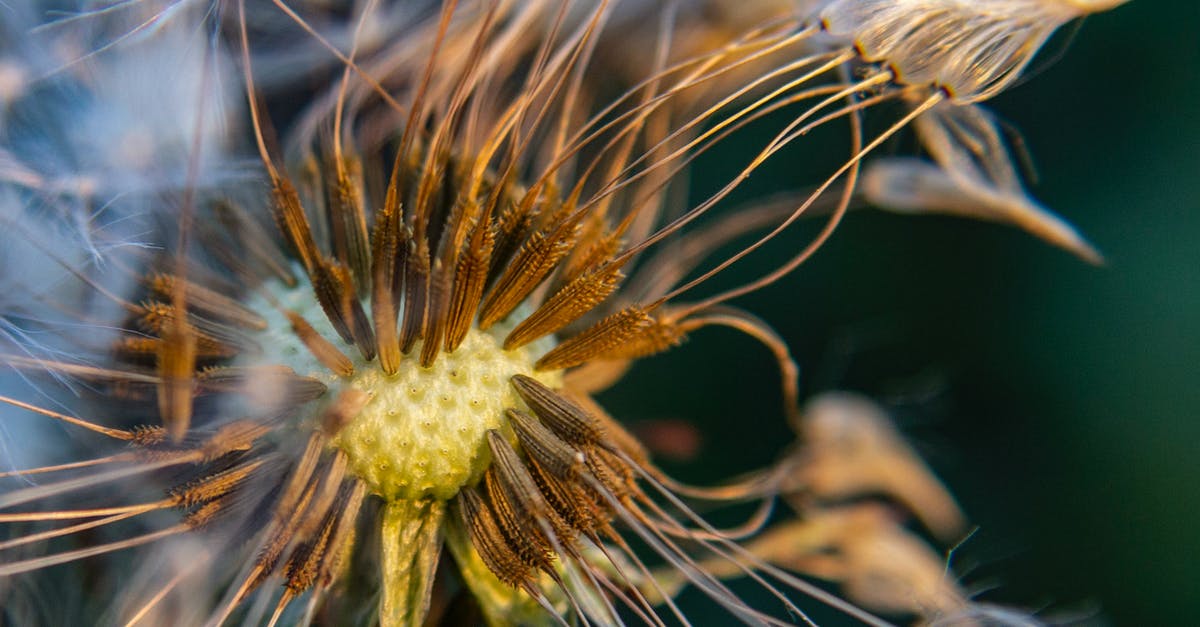 Sprouting and Sowing seeds - White Dandelion in Close Up Photography Sprouting and Sowing seeds - White Dandelion in Close Up Photography