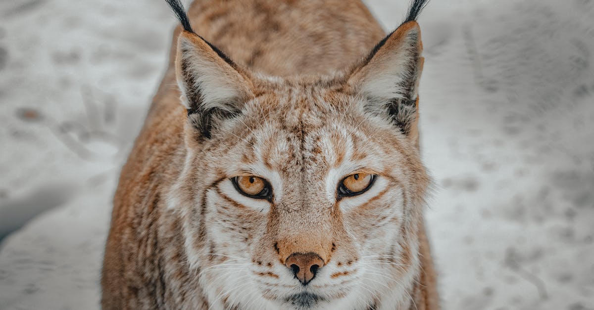 Steaks look light brown aren't charing - Wild lynx with white and brown fur standing on snowy terrain in countryside in winter day while looking at camera with yellow eyes Steaks look light brown aren't charing - Wild lynx with white and brown fur standing on snowy terrain in countryside in winter day while looking at camera with yellow eyes