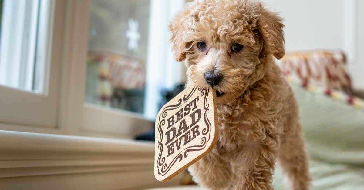 Steelhead Salmon's Mercury content - Full length cute little Poodle puppy with curly hair walking on soft cozy bed near window and carrying wooden hot pad in mouth with inscription Best Dad Ever Steelhead Salmon's Mercury content - Full length cute little Poodle puppy with curly hair walking on soft cozy bed near window and carrying wooden hot pad in mouth with inscription Best Dad Ever