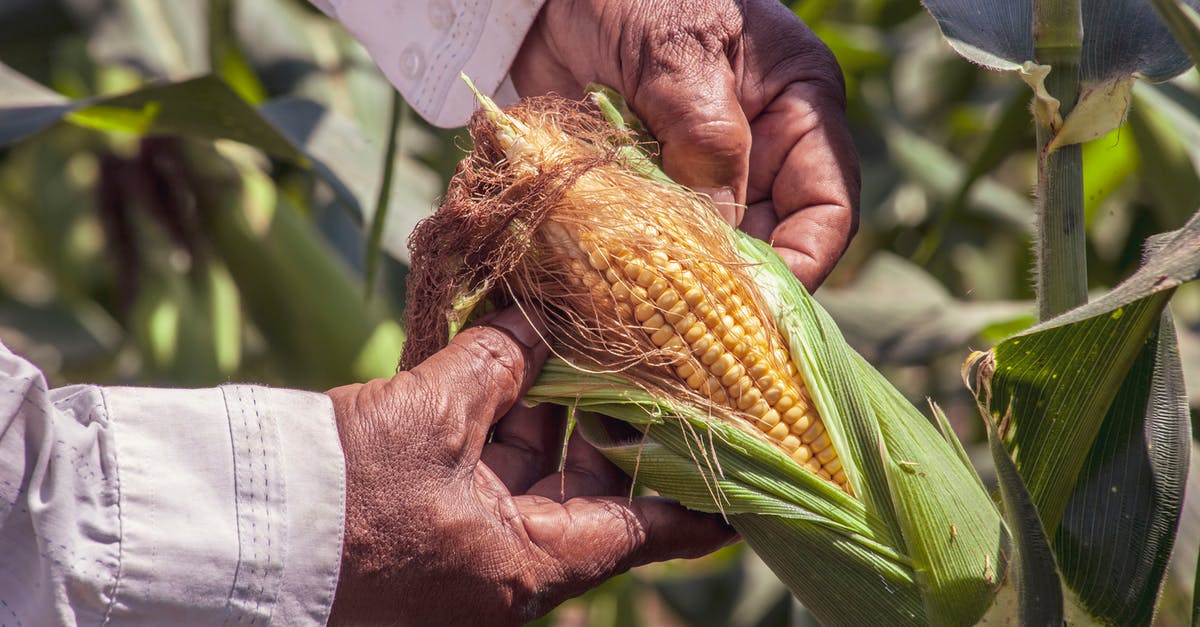 storage tips for fresh corn tortillas - Person Holding A Yellow Corn storage tips for fresh corn tortillas - Person Holding A Yellow Corn
