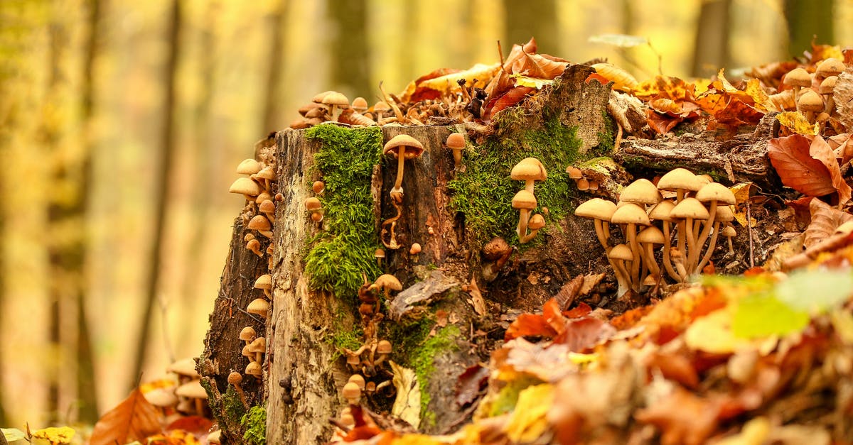 Storing chicken of the woods mushrooms - Assorted-color of Mushrooms Surrounded by Trees Storing chicken of the woods mushrooms - Assorted-color of Mushrooms Surrounded by Trees