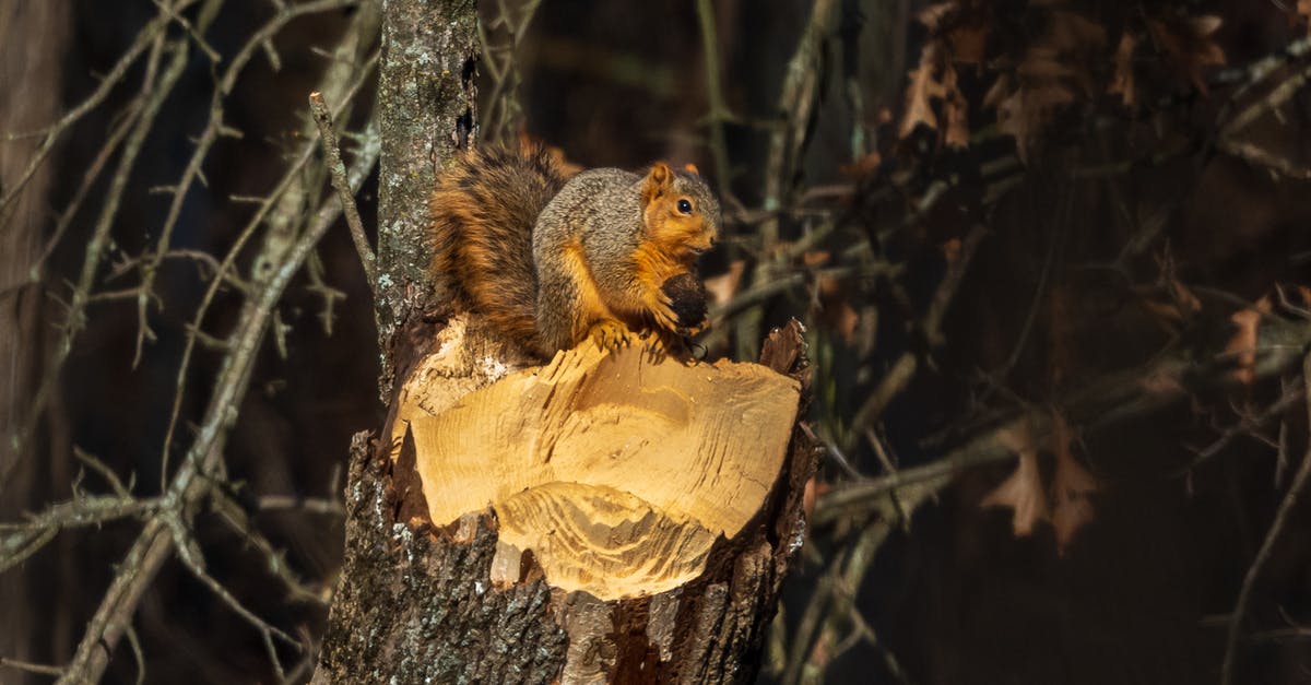 Storing/transporting nut brittle in tins - Brown Squirrel on Brown Tree Branch Storing/transporting nut brittle in tins - Brown Squirrel on Brown Tree Branch