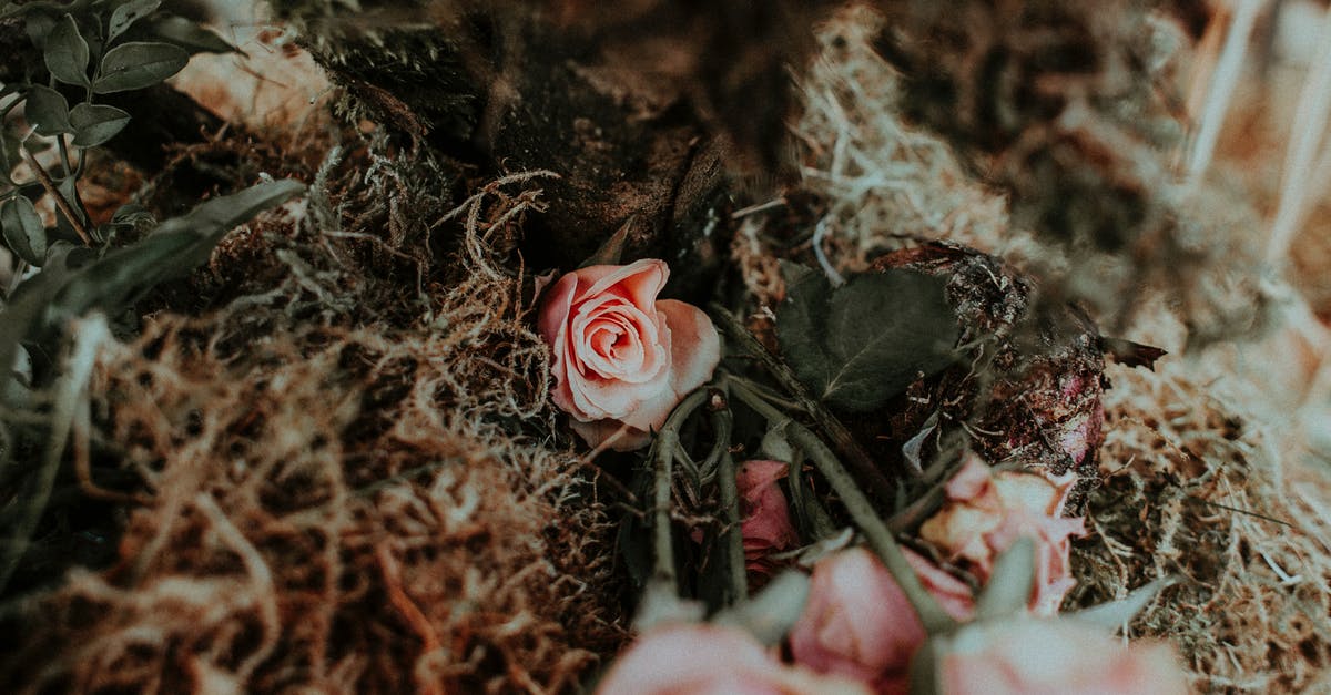 Substitute dried pig's blood for fresh - Bunch of tender fragrant light pink roses placed on dried brown plants in garden Substitute dried pig's blood for fresh - Bunch of tender fragrant light pink roses placed on dried brown plants in garden