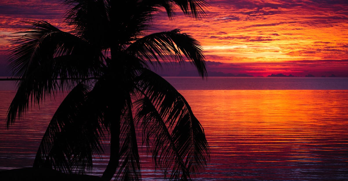 Substitute for coconut in macaroons - A Silhouetted Palm Tree Near Body of Water at Dusk Substitute for coconut in macaroons - A Silhouetted Palm Tree Near Body of Water at Dusk