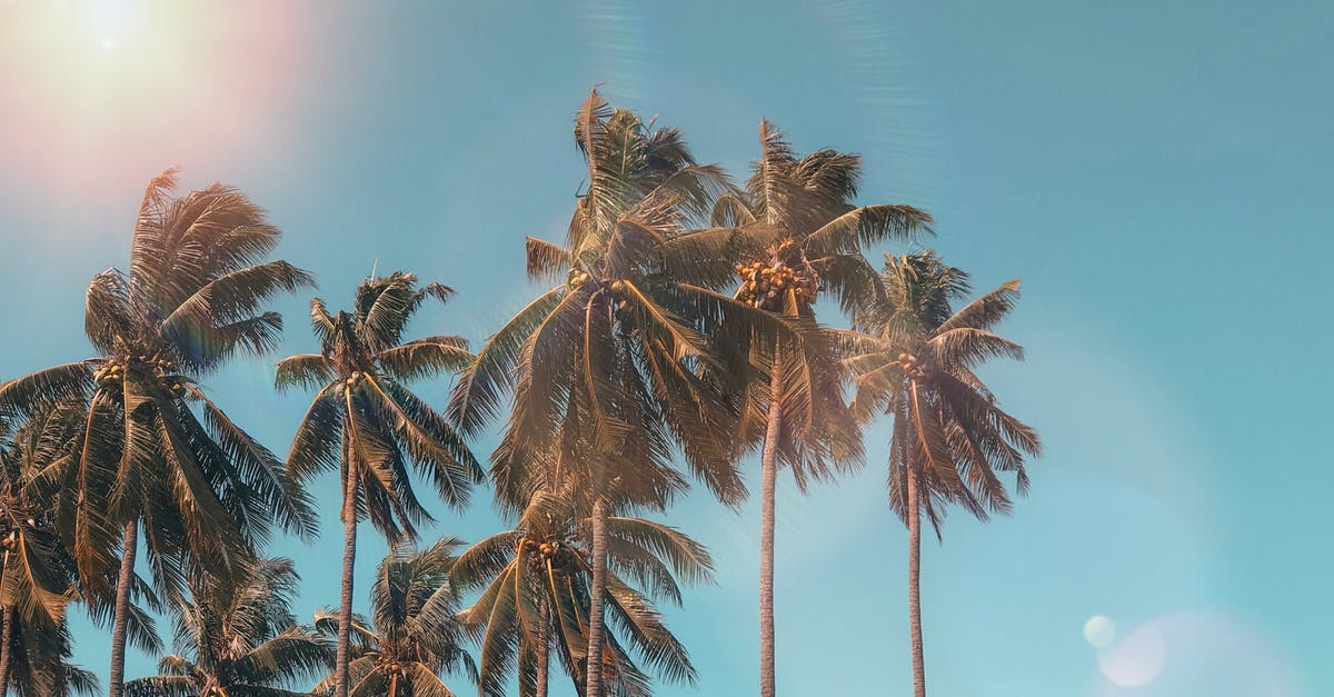 Substitute for coconut in macaroons - Palm Trees Substitute for coconut in macaroons - Palm Trees