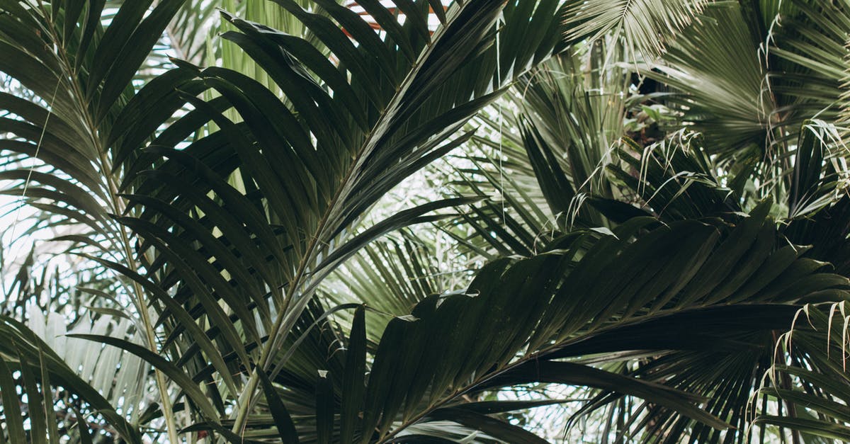 Substitute for Palm Sugar - Free stock photo of beach, botanic, botanic garden Substitute for Palm Sugar - Free stock photo of beach, botanic, botanic garden