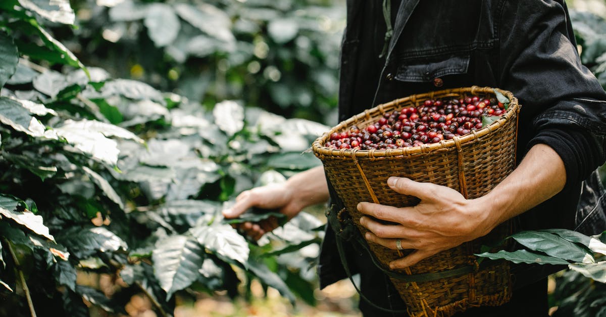 Substitute for red bean paste? - Crop anonymous male standing near branches with leaves while collecting ripe coffee beans in wicker basket during harvesting season in forest Substitute for red bean paste? - Crop anonymous male standing near branches with leaves while collecting ripe coffee beans in wicker basket during harvesting season in forest