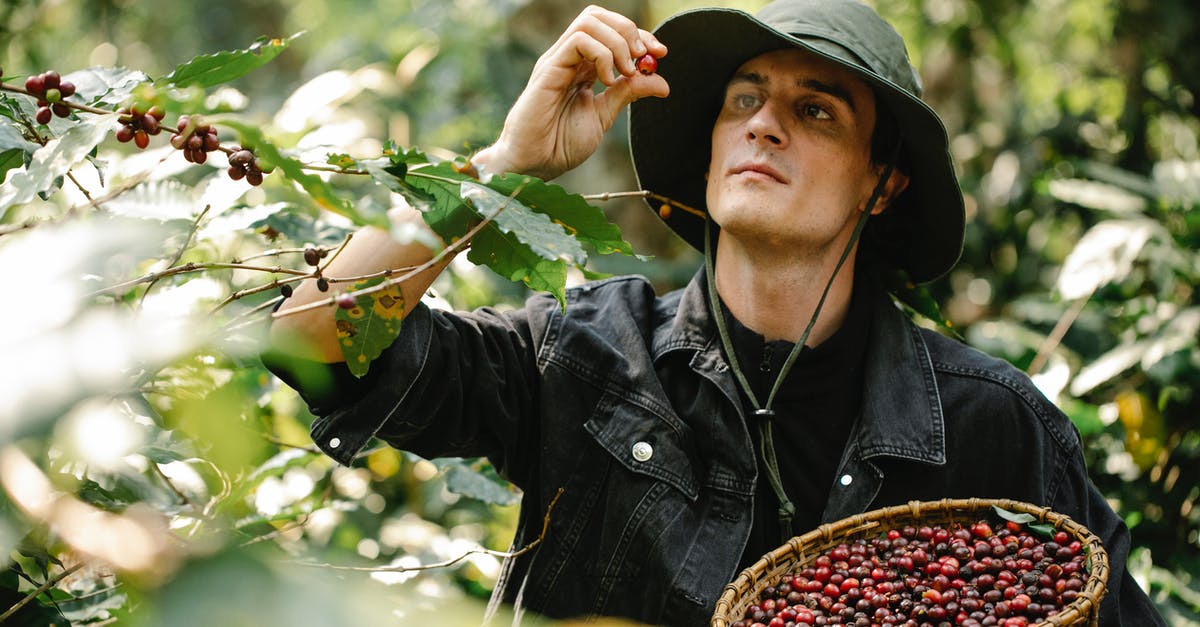 Substitute for red bean paste? - Focused male in hat standing with wicker basket full of ripe coffee beans standing near green branches in forest on blurred background Substitute for red bean paste? - Focused male in hat standing with wicker basket full of ripe coffee beans standing near green branches in forest on blurred background