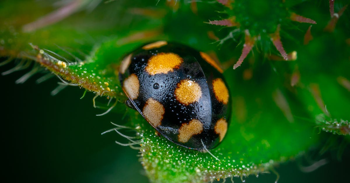substitute for shiso leaf in umeboshi makizushi - Yellow and Black Ladybug on Green Leaf substitute for shiso leaf in umeboshi makizushi - Yellow and Black Ladybug on Green Leaf