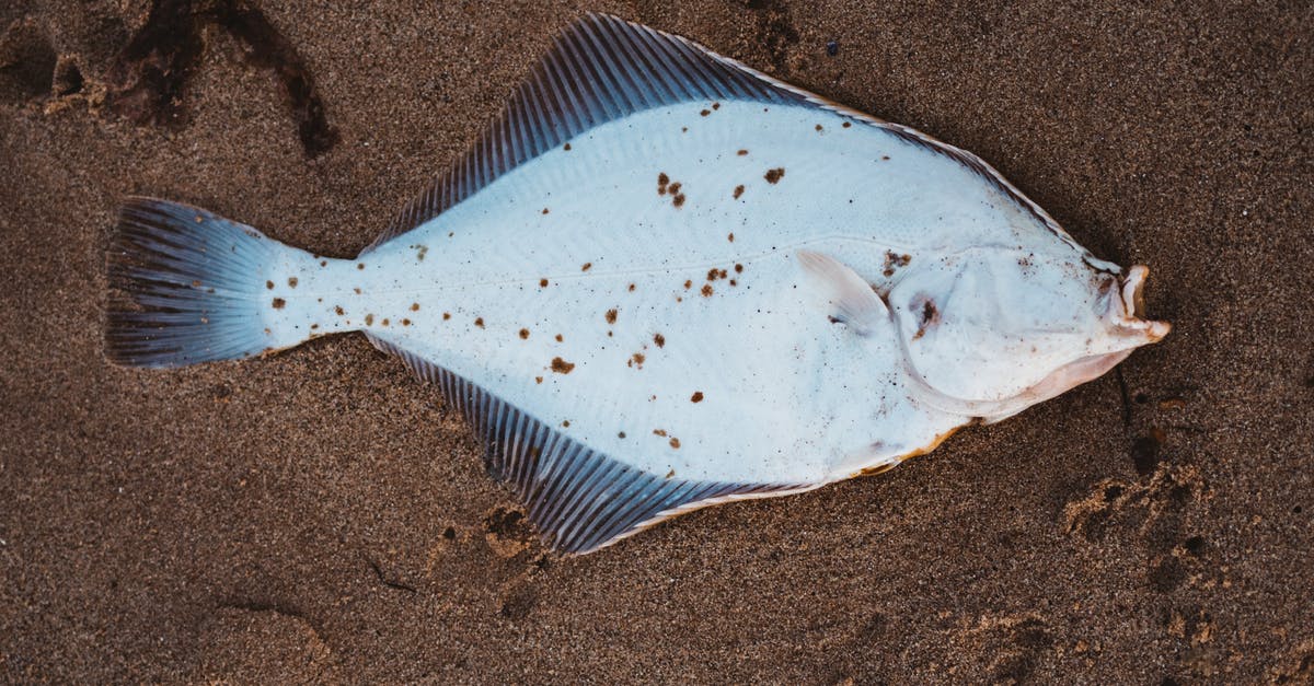 substitute for snakehead fish - Gray and White Fish on Gray Sand substitute for snakehead fish - Gray and White Fish on Gray Sand