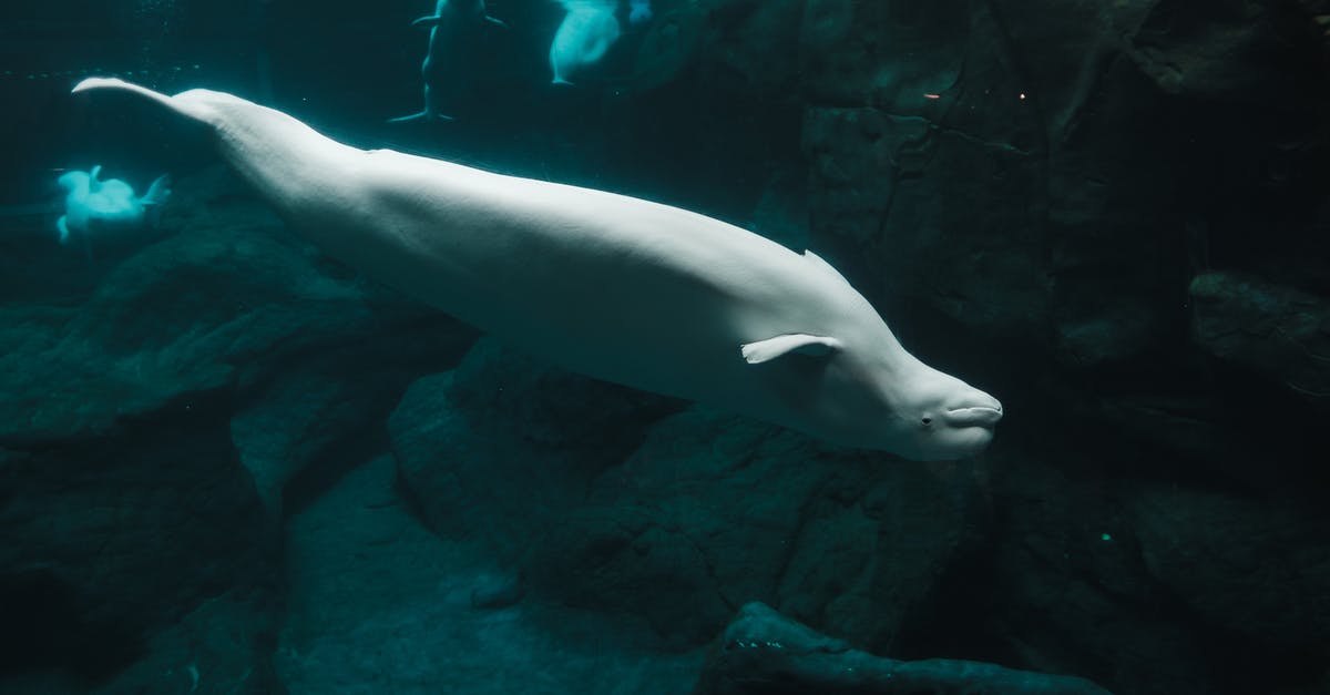 substitute for snakehead fish - White Seal in Water substitute for snakehead fish - White Seal in Water