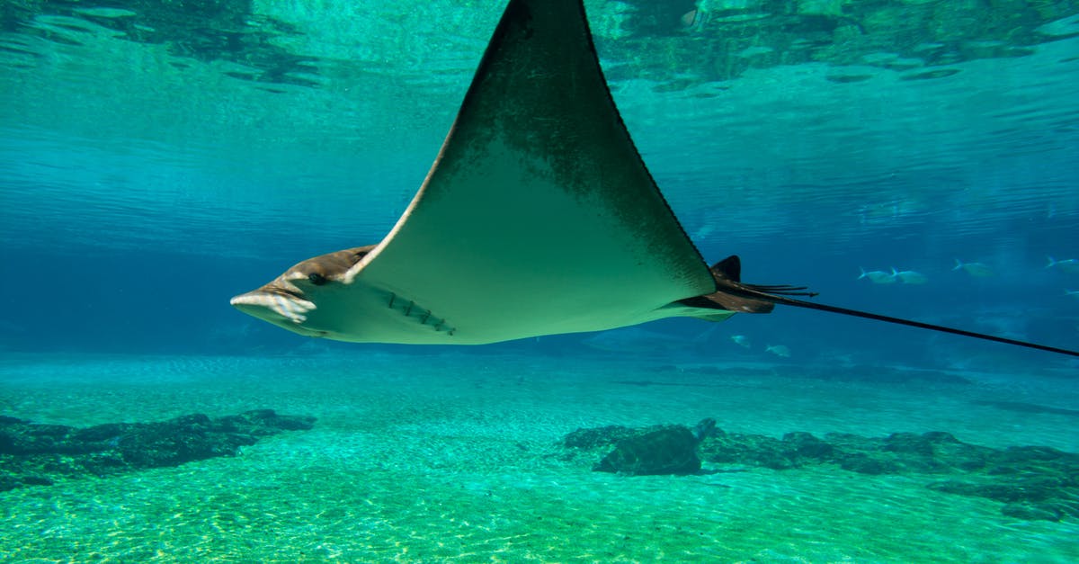 substitute for snakehead fish - Giant Oceanic Manta Ray on Body of Water substitute for snakehead fish - Giant Oceanic Manta Ray on Body of Water