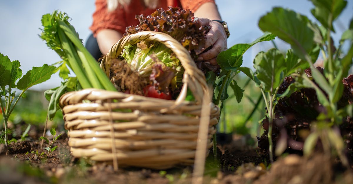 Substitute of Celery in Harira - A Person Holding a Brown and Green Leafy Vegetable in a Wicker Basket Substitute of Celery in Harira - A Person Holding a Brown and Green Leafy Vegetable in a Wicker Basket