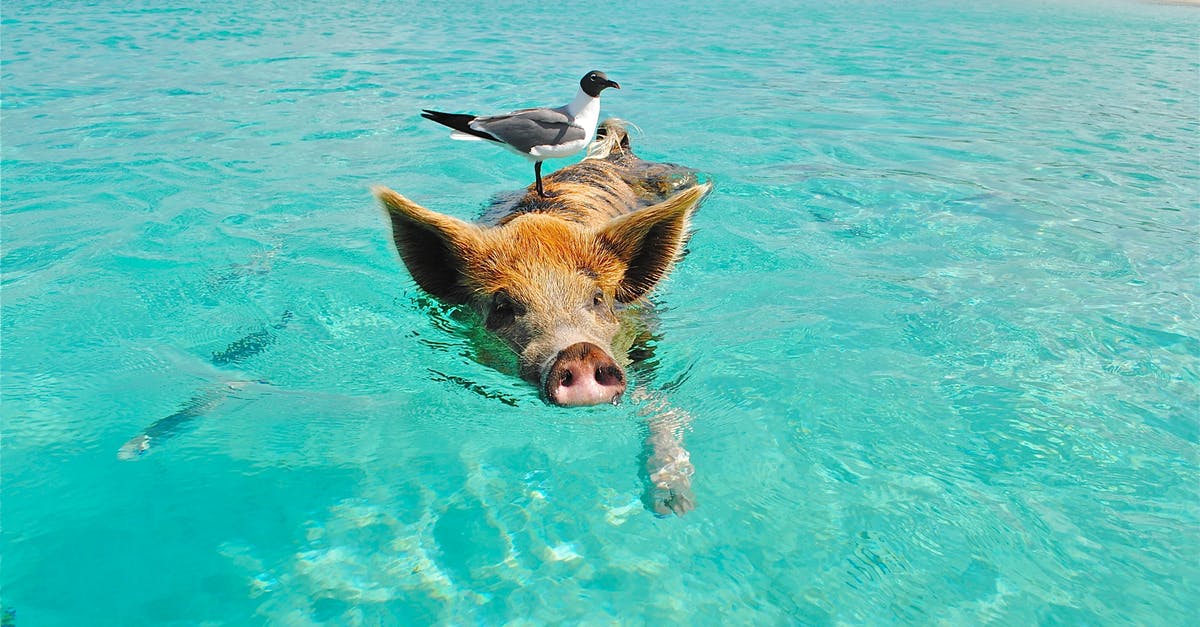 Substitute pig trotter for powdered gelatine in an aspic - White and Gray Bird on the Bag of Brown and Black Pig Swimming on the Beach during Daytime Substitute pig trotter for powdered gelatine in an aspic - White and Gray Bird on the Bag of Brown and Black Pig Swimming on the Beach during Daytime