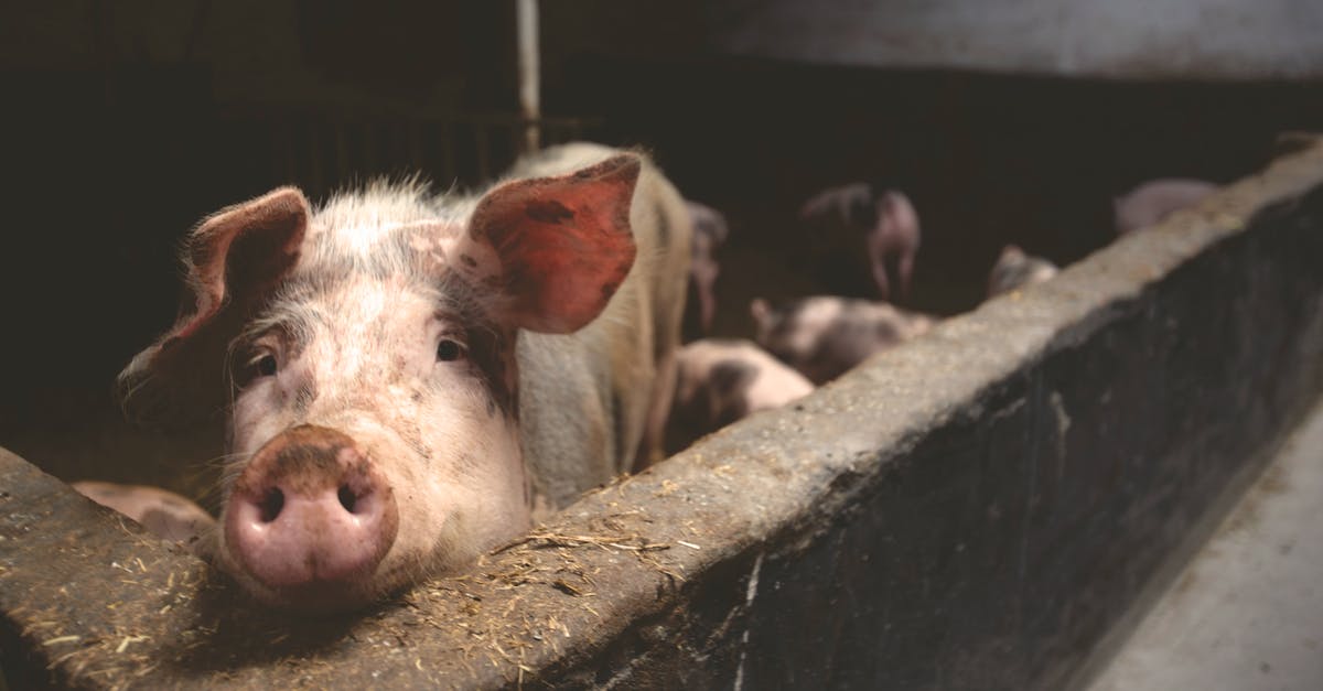 Substitute pig trotter for powdered gelatine in an aspic - Pink Pig Substitute pig trotter for powdered gelatine in an aspic - Pink Pig