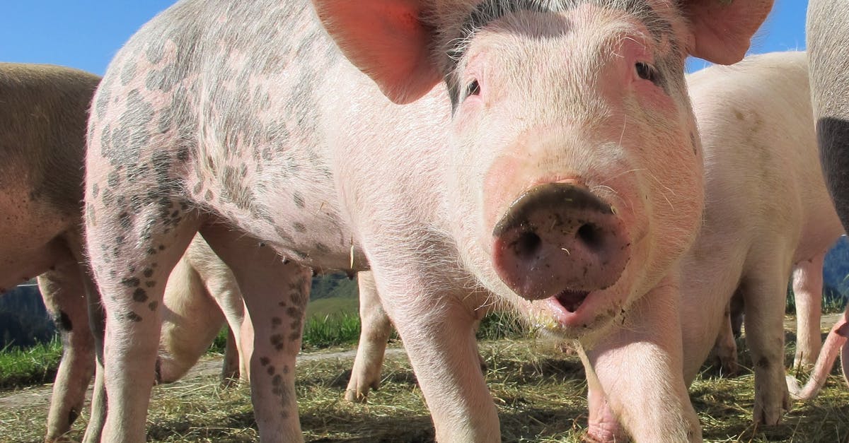Substitute pig trotter for powdered gelatine in an aspic - Black and Brown Pigs on Grassfield during Daytime Substitute pig trotter for powdered gelatine in an aspic - Black and Brown Pigs on Grassfield during Daytime