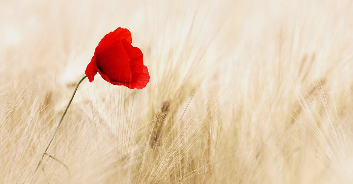 Substitute to grain mustard - Red Petal Flower Substitute to grain mustard - Red Petal Flower