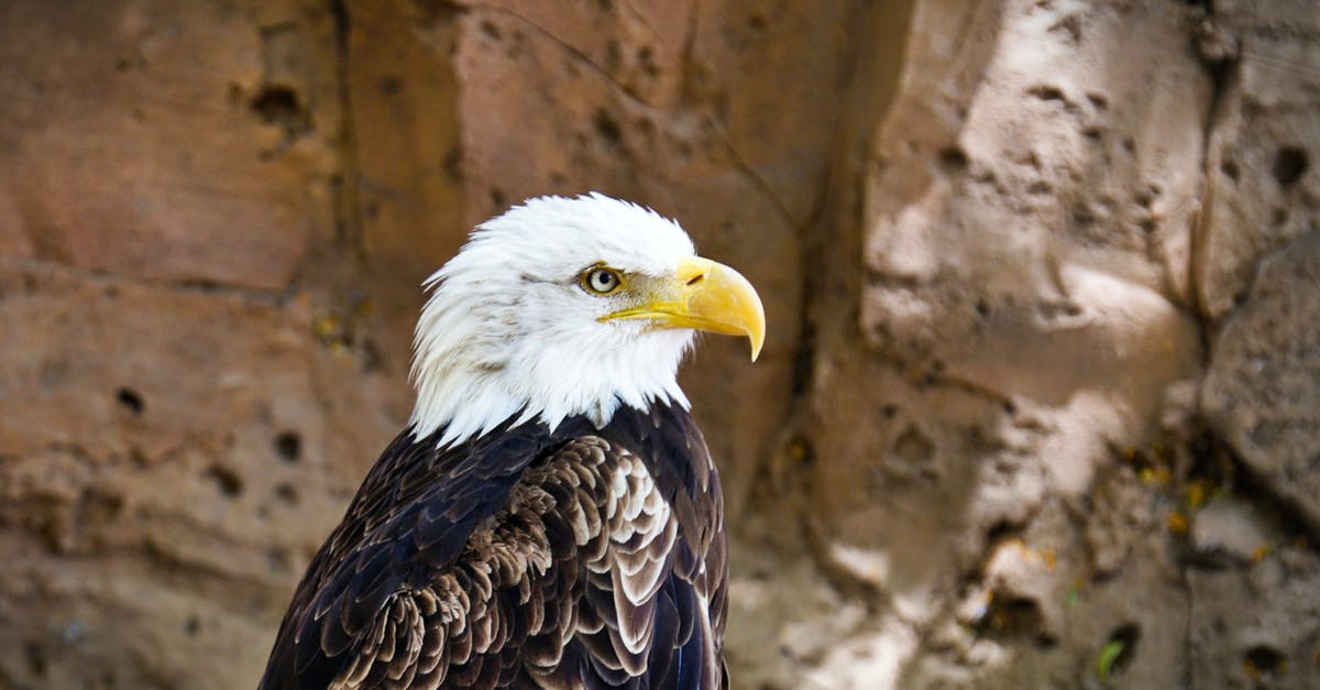 Substituting birds eye chilli with carolina reaper - Free stock photo of animal, bald, bald eagle Substituting birds eye chilli with carolina reaper - Free stock photo of animal, bald, bald eagle