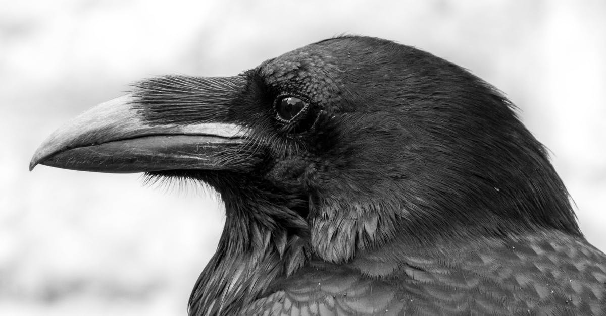 Substituting birds eye chilli with carolina reaper - Free stock photo of animal, avian, beak Substituting birds eye chilli with carolina reaper - Free stock photo of animal, avian, beak