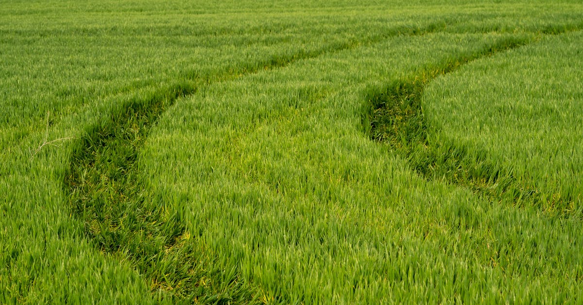 Substituting maltose for barley malt syrup in bagels - Tire Track on Green Field Substituting maltose for barley malt syrup in bagels - Tire Track on Green Field
