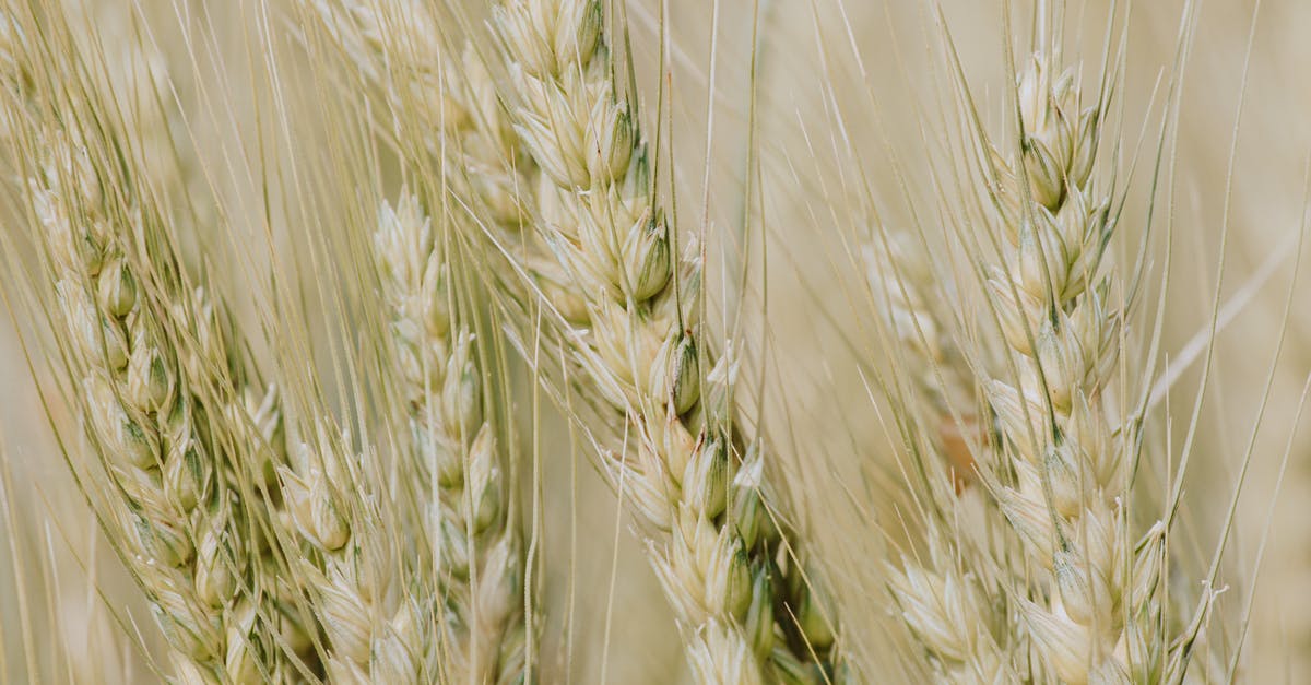 Substituting maltose for barley malt syrup in bagels - Brown Wheat Field Substituting maltose for barley malt syrup in bagels - Brown Wheat Field