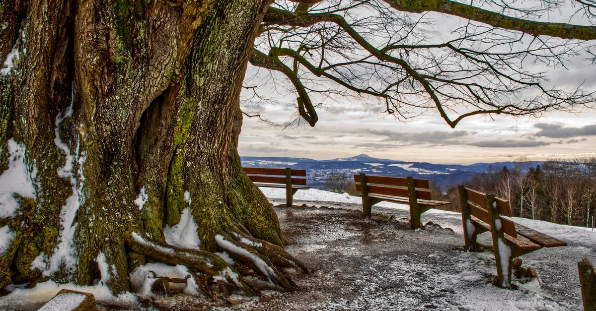 Sugar/salt frosted around the top of a cup/mug - Picturesque view from top of hill with thick trunk of big leafless tree and wooden benches on blue faraway lowland under cloudy sky in evening Sugar/salt frosted around the top of a cup/mug - Picturesque view from top of hill with thick trunk of big leafless tree and wooden benches on blue faraway lowland under cloudy sky in evening