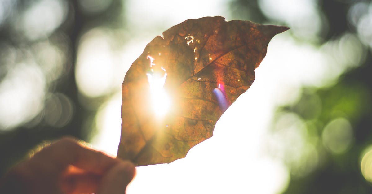 Sun Drying Tomatoes - Person Holding Brown Leaf